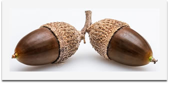 Bellota - Glands de Ch&ecirc;ne